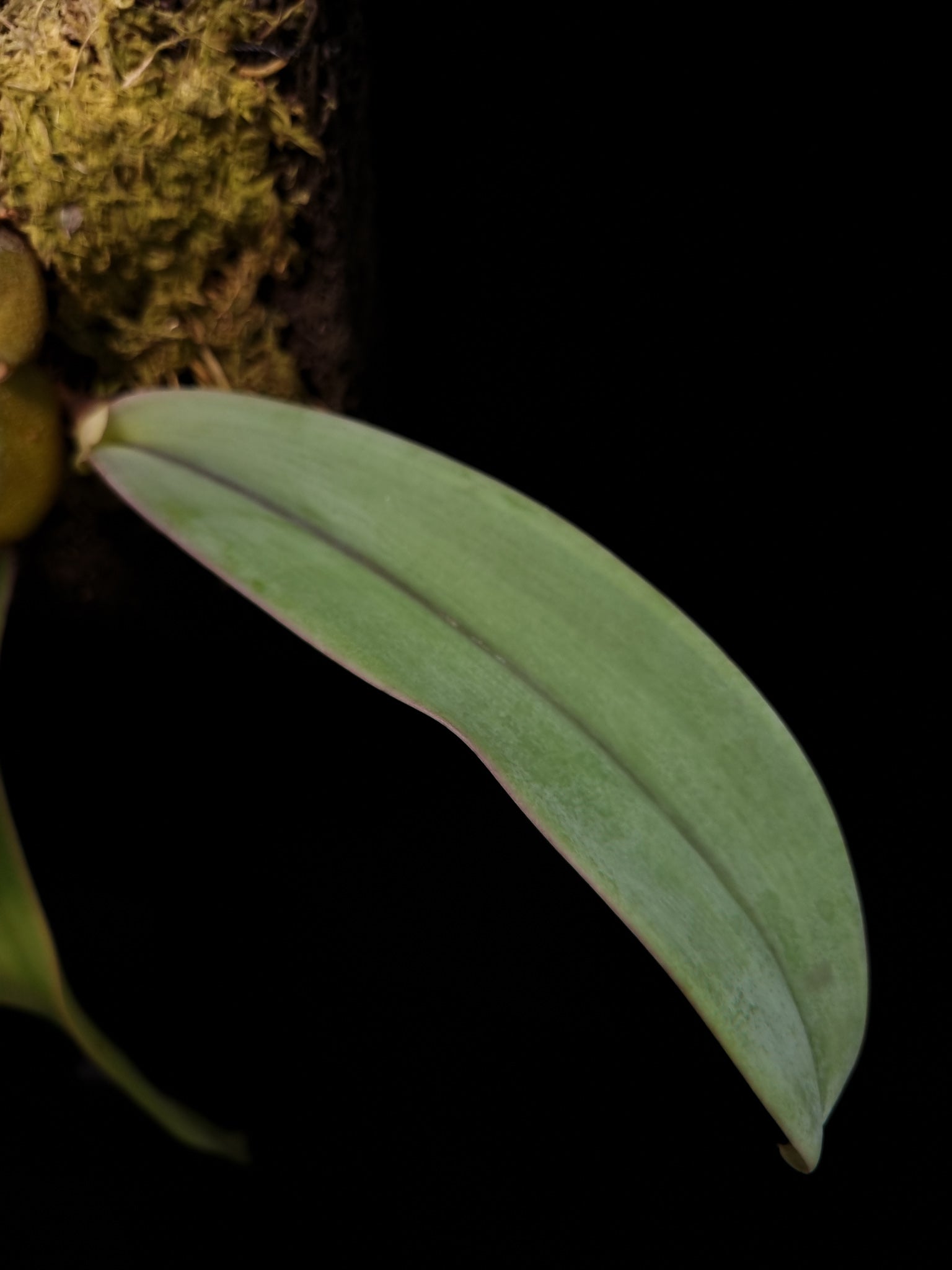 Bulbophyllum orthosepalum orchid sale Singapore