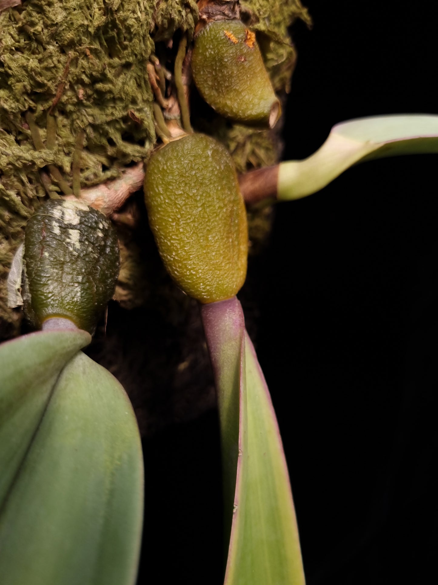 Bulbophyllum orthosepalum orchid sale Singapore