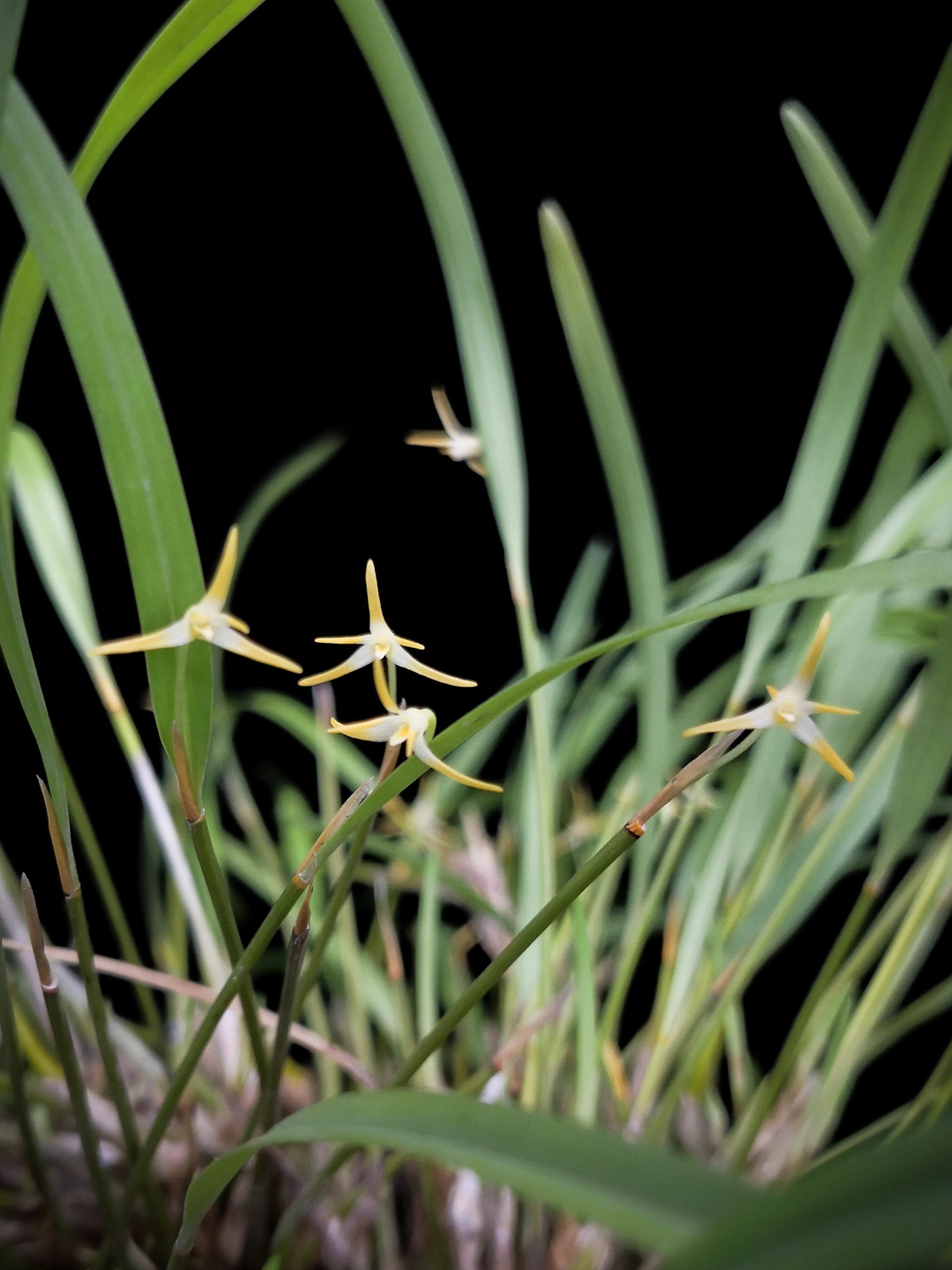 Diplocaulobium nitidicolle orchid for sale Singapore