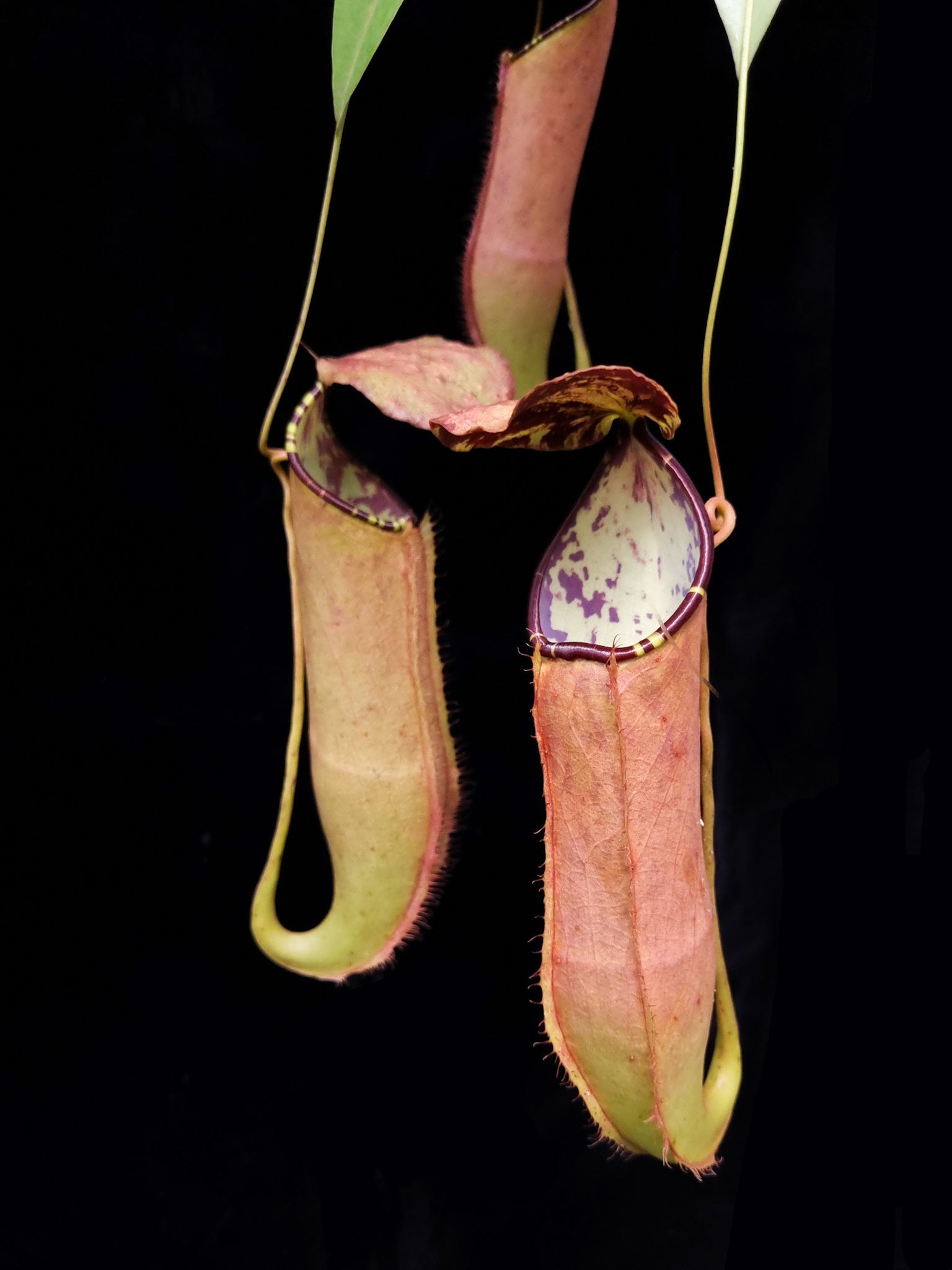 Nepenthes (gracilis x sumatrana) pitcher plant sale Singapore potted plant