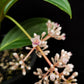 Medinilla cumingii sale Singapore potted plant flower detail