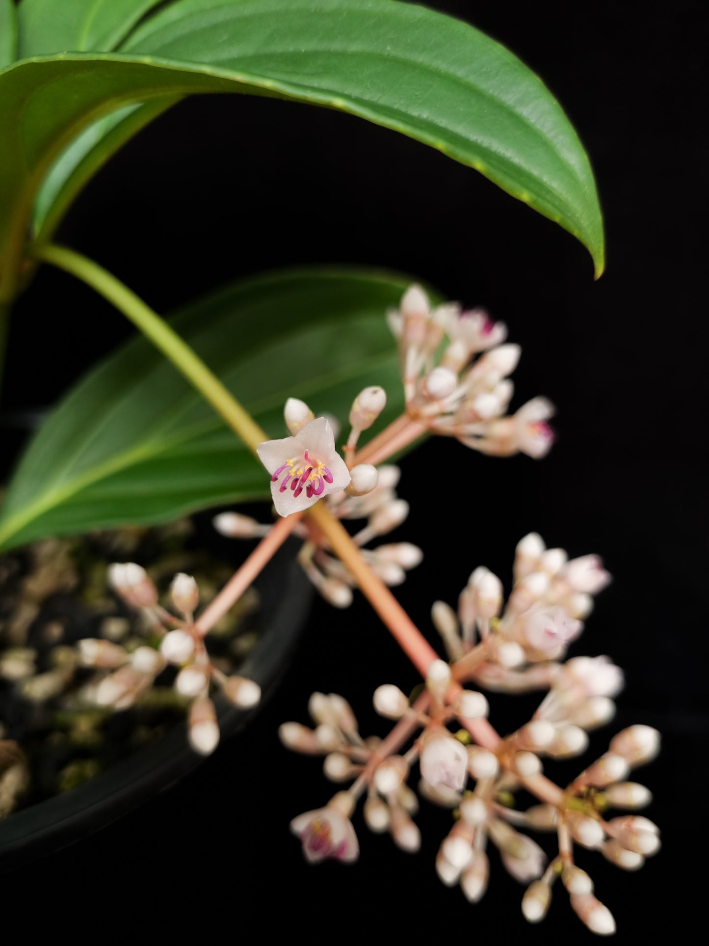 Medinilla cumingii sale Singapore potted plant flower detail