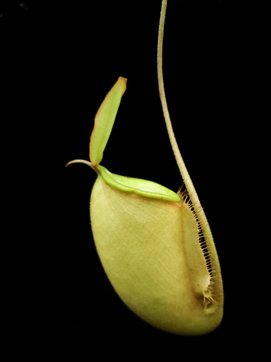 Nepenthes x hookeriana pitcher plant sale Singapore potted plant carnivorous plant side view