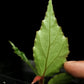 Begonia sp. Bengkayang sale Singapore potted plant leaf abaxial 