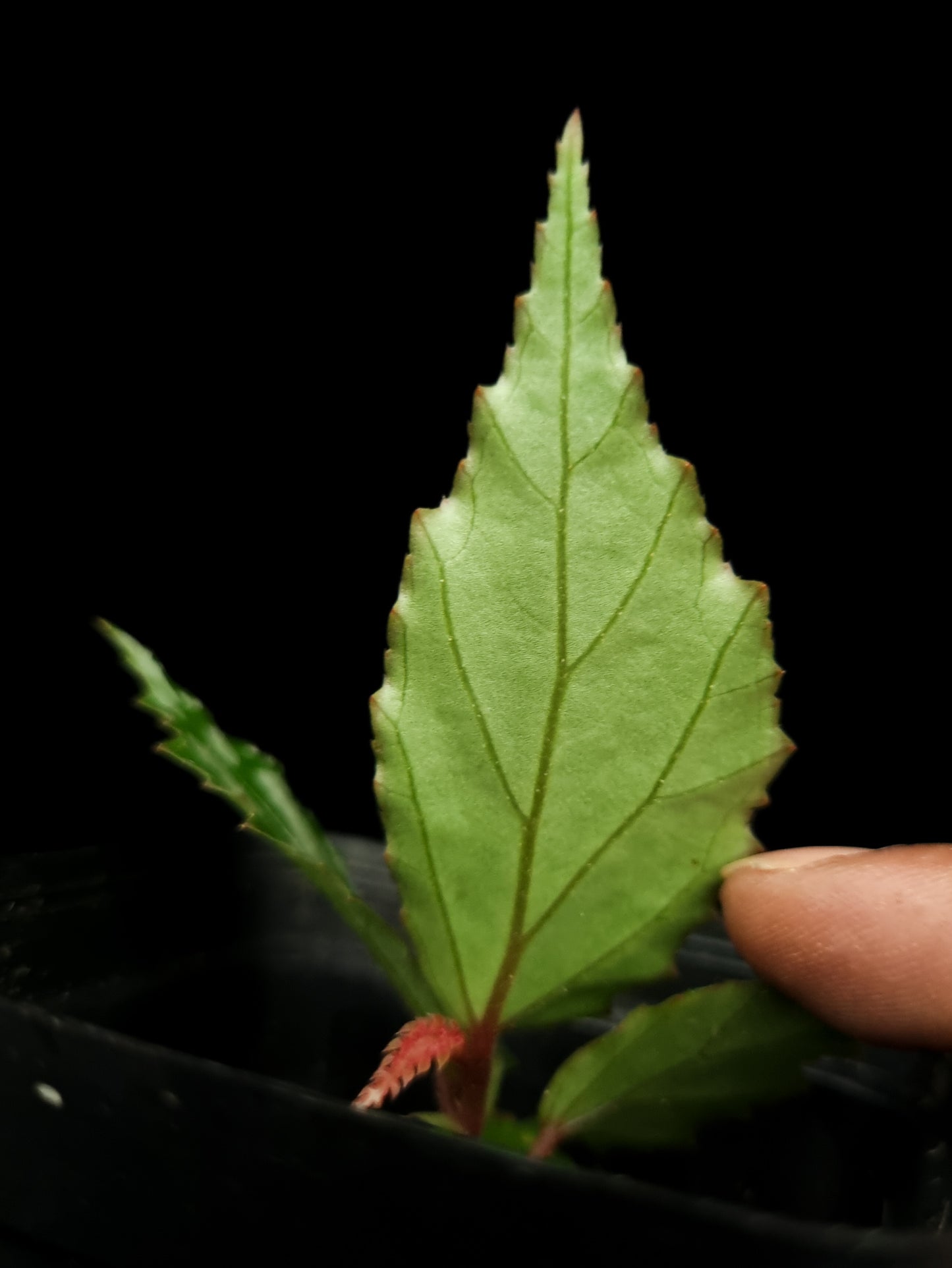 Begonia sp. Bengkayang sale Singapore potted plant leaf abaxial 