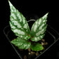 Begonia sp. Bengkayang sale Singapore potted plant top view 