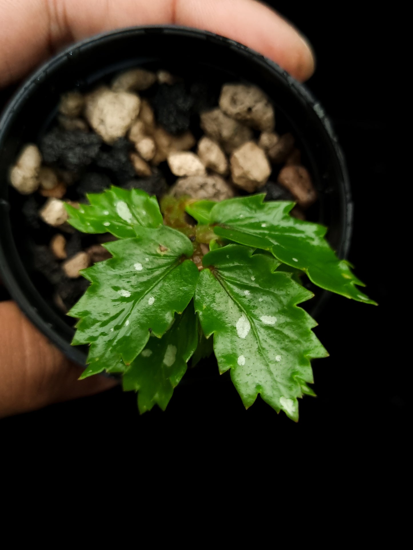 Begonia sp. Papua sale Singapore potted plant top view