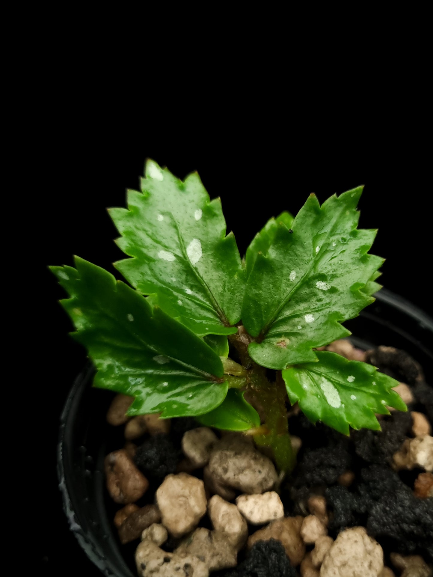 Begonia sp. Papua sale Singapore potted plant top view