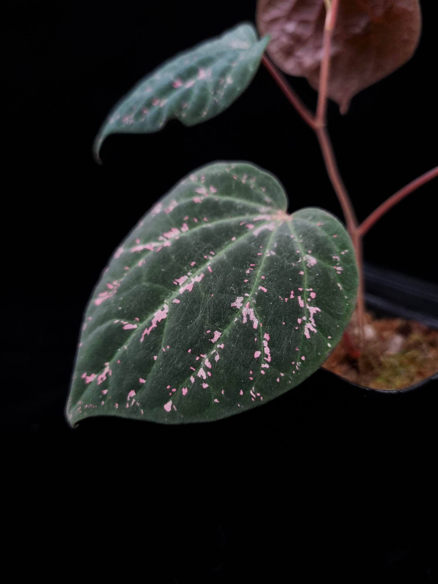 Piper porphyrophyllum sale Singapore leaf detail