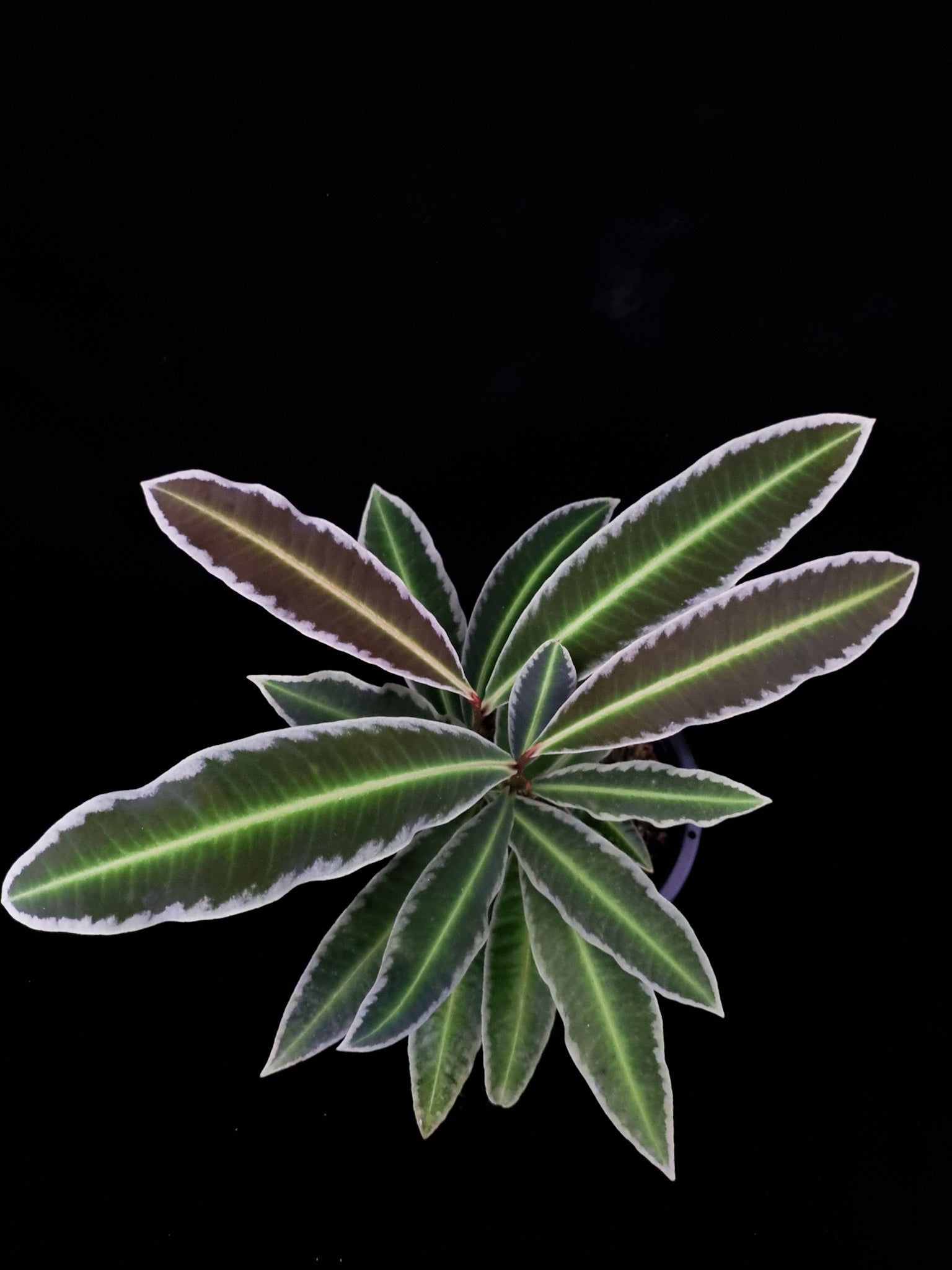 Ardisa Labisia Emblemantha sale Singapore potted plant top view