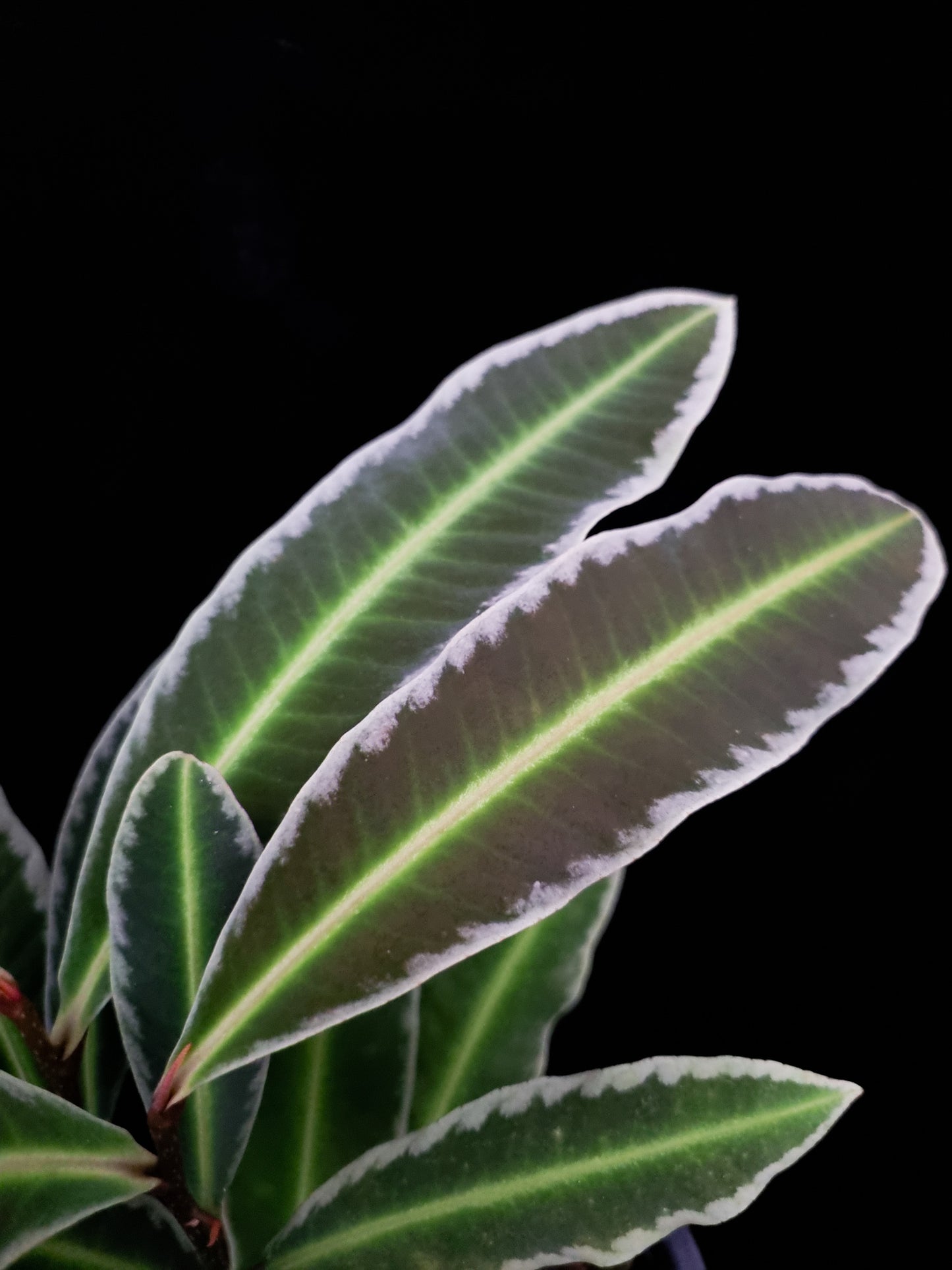 Ardisa Labisia Emblemantha sale Singapore potted plant leaf detail