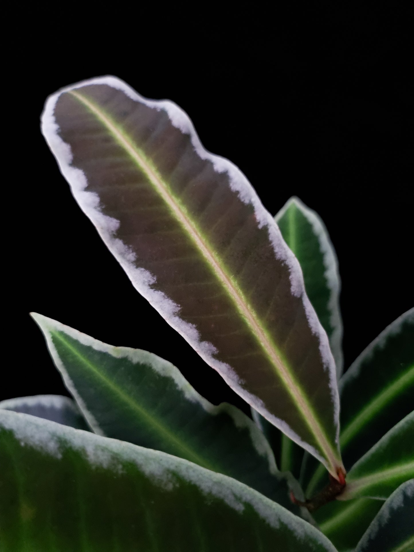 Ardisa Labisia Emblemantha sale Singapore potted plant leaf detail