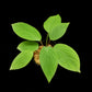 homalomena humilis stardust singapore sale potted plant top view