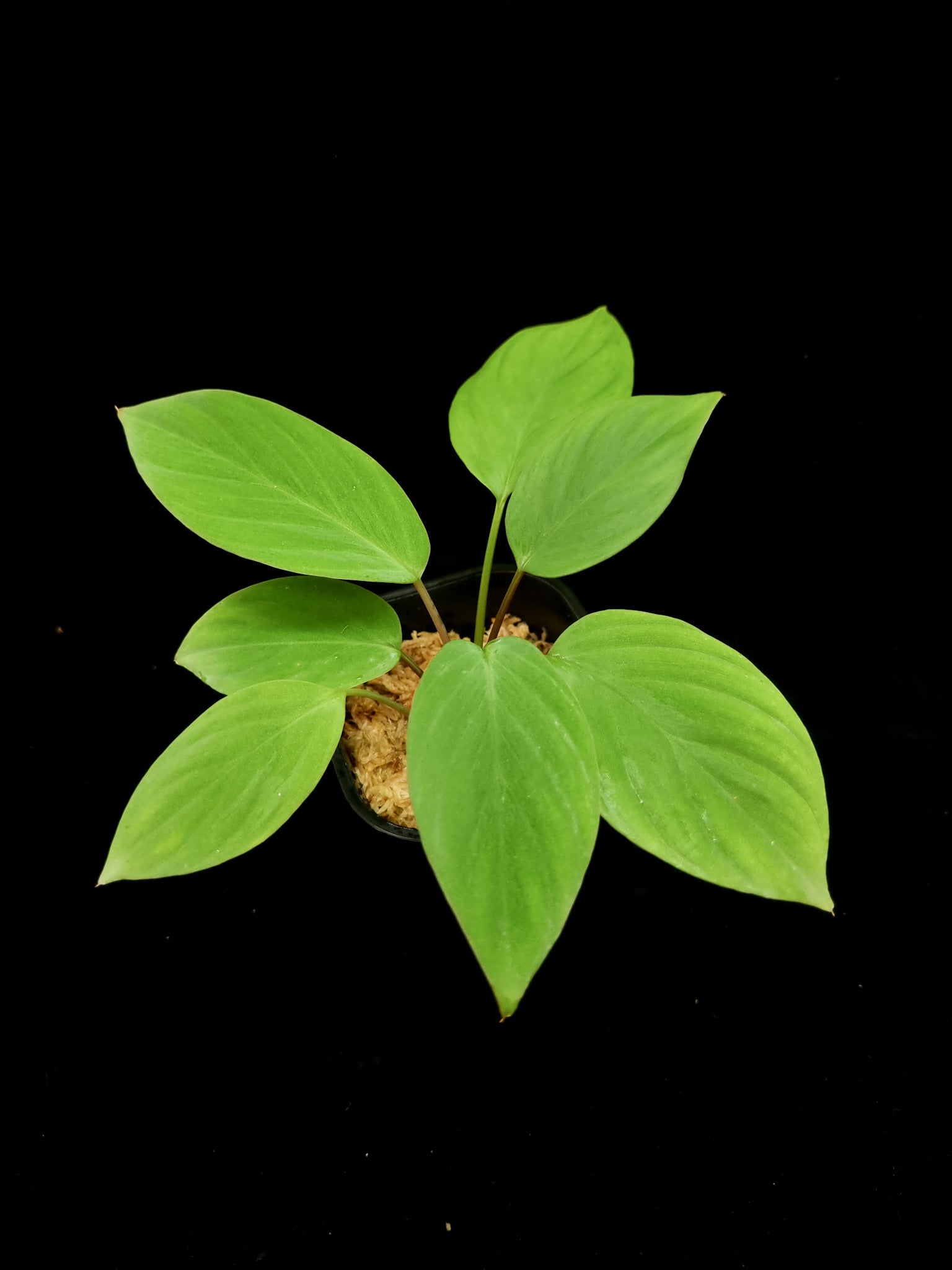 homalomena humilis stardust singapore sale potted plant top view