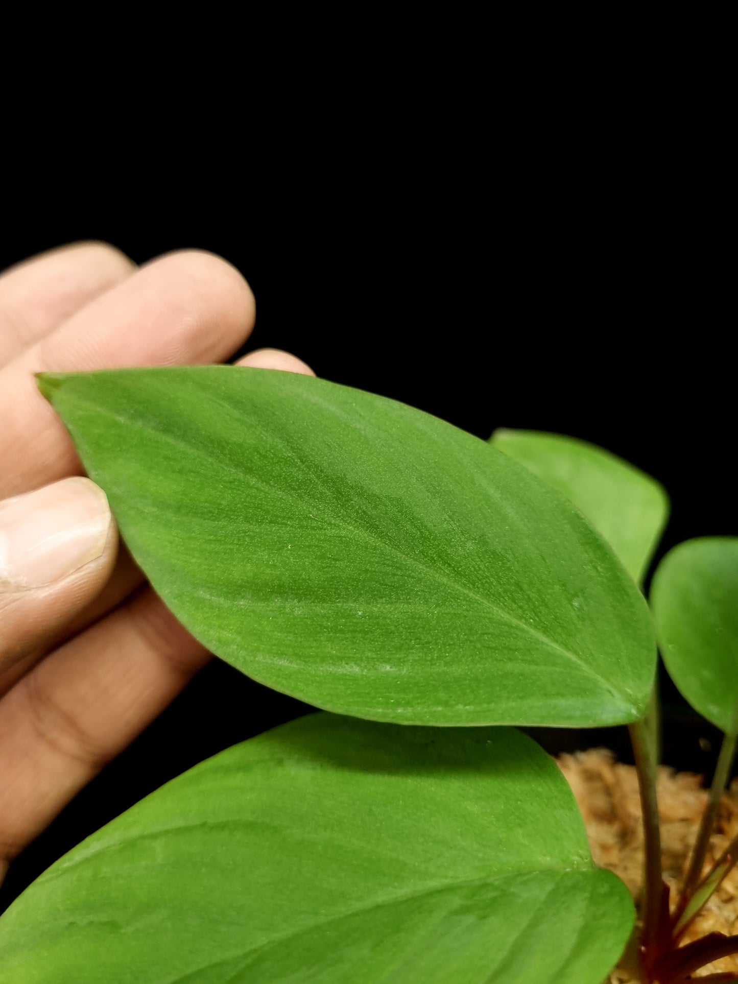 homalomena humilis stardust singapore sale potted plant leaf detail