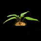 homalomena humilis stardust singapore sale potted plant side view