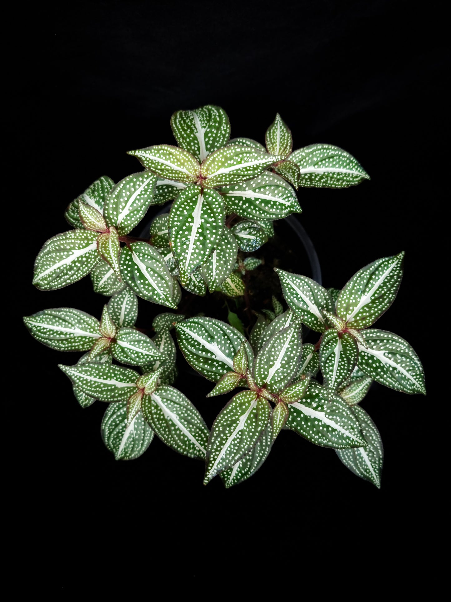 Sonerila sp. jungle plant sale Singapore top view