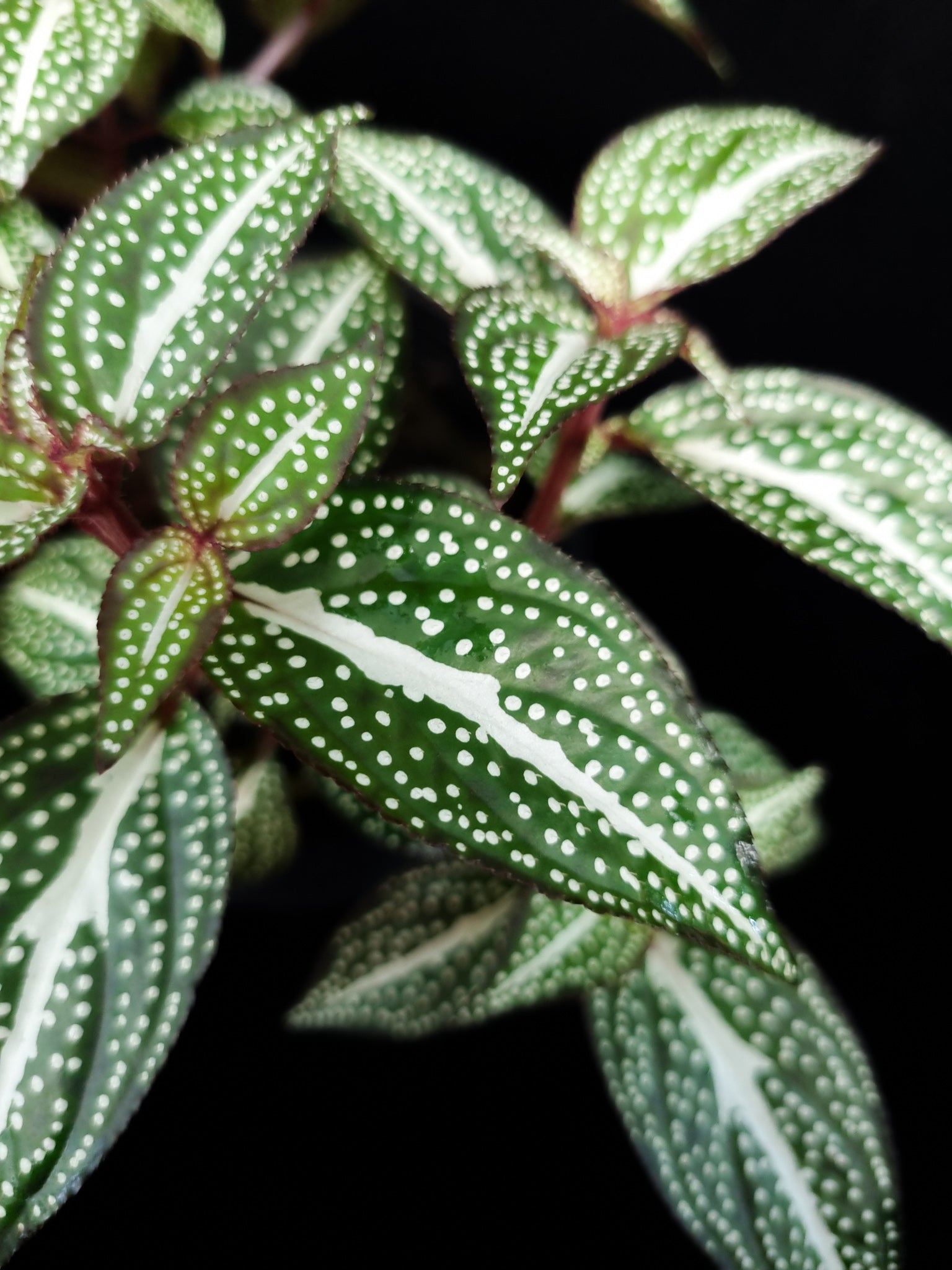 Sonerila sp. jungle plant sale Singapore leaf detail