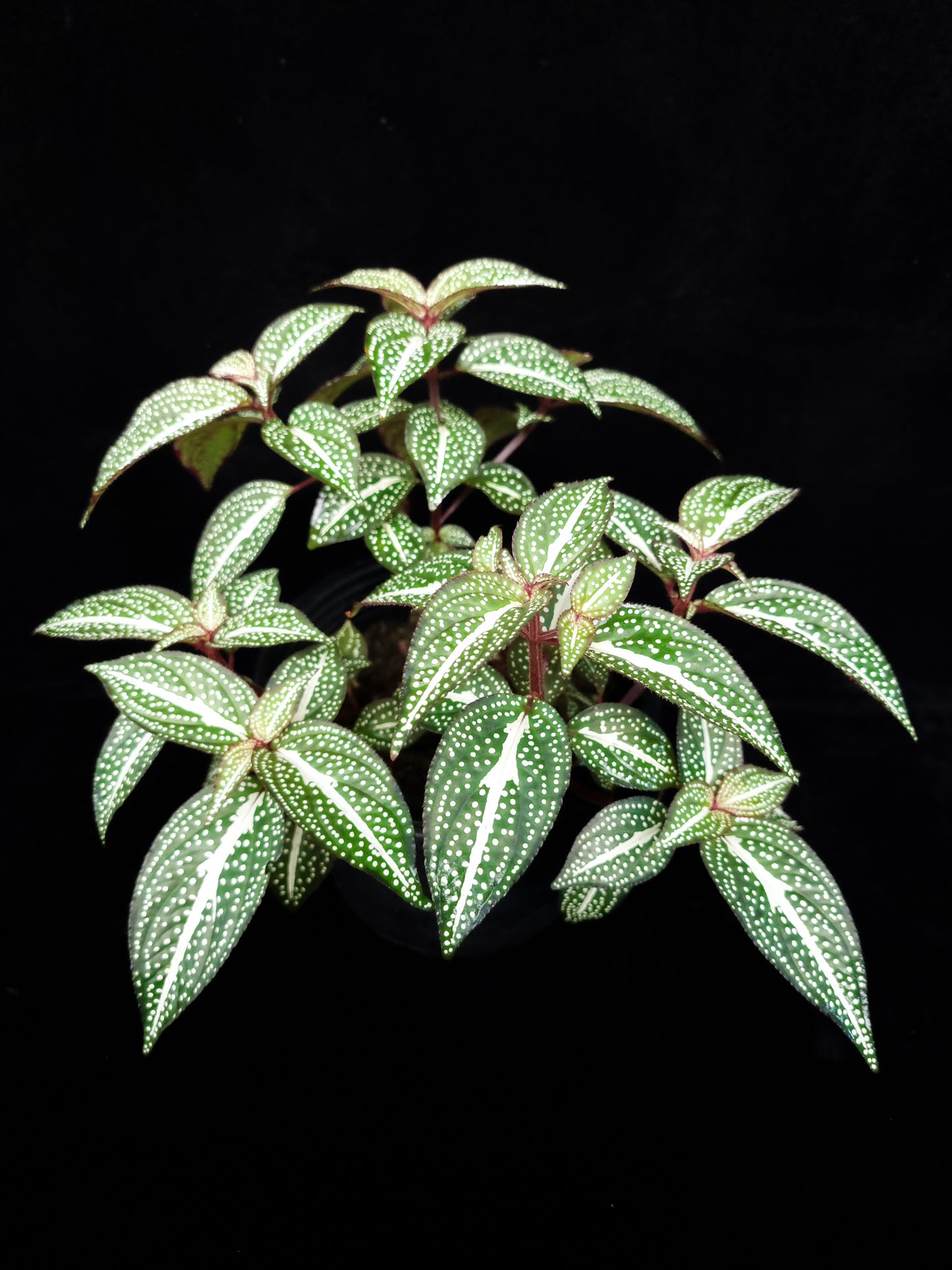 Sonerila sp. jungle plant sale Singapore top view