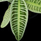 Ardisa Labisia Emblemantha sale Singapore potted plant leaf detail