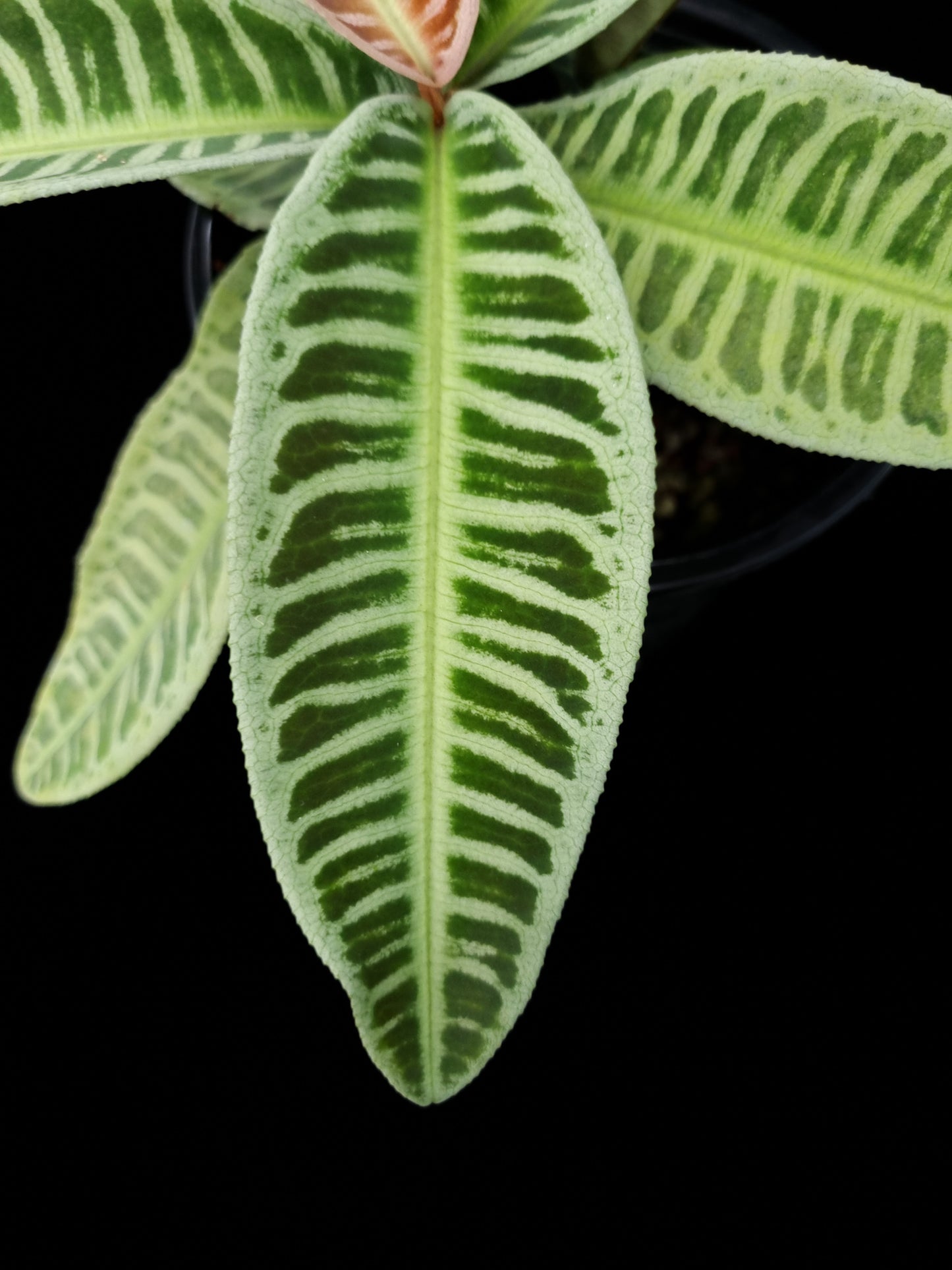 Ardisa Labisia Emblemantha sale Singapore potted plant leaf detail