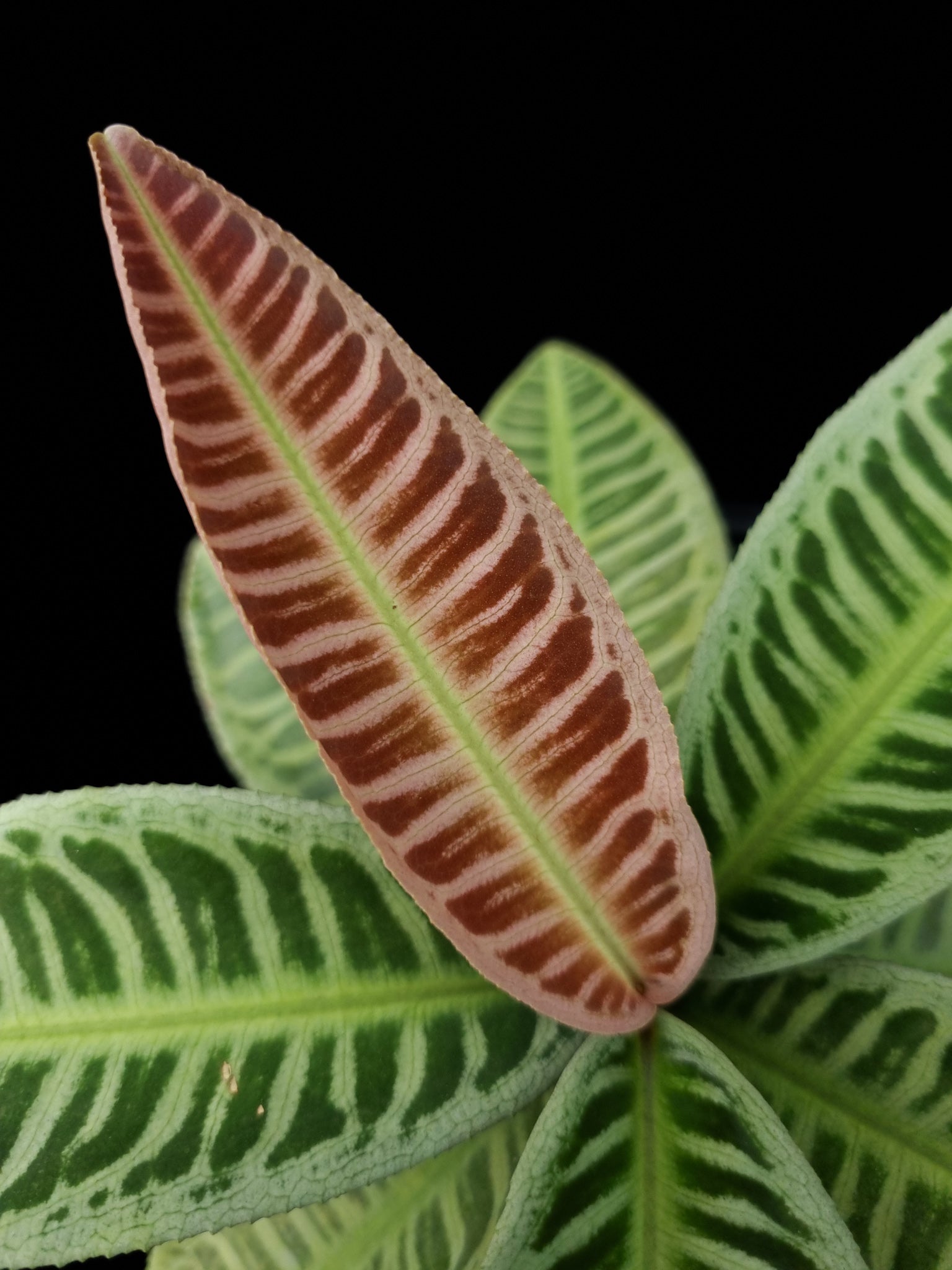 Ardisa Labisia Emblemantha sale Singapore potted plant leaf detail