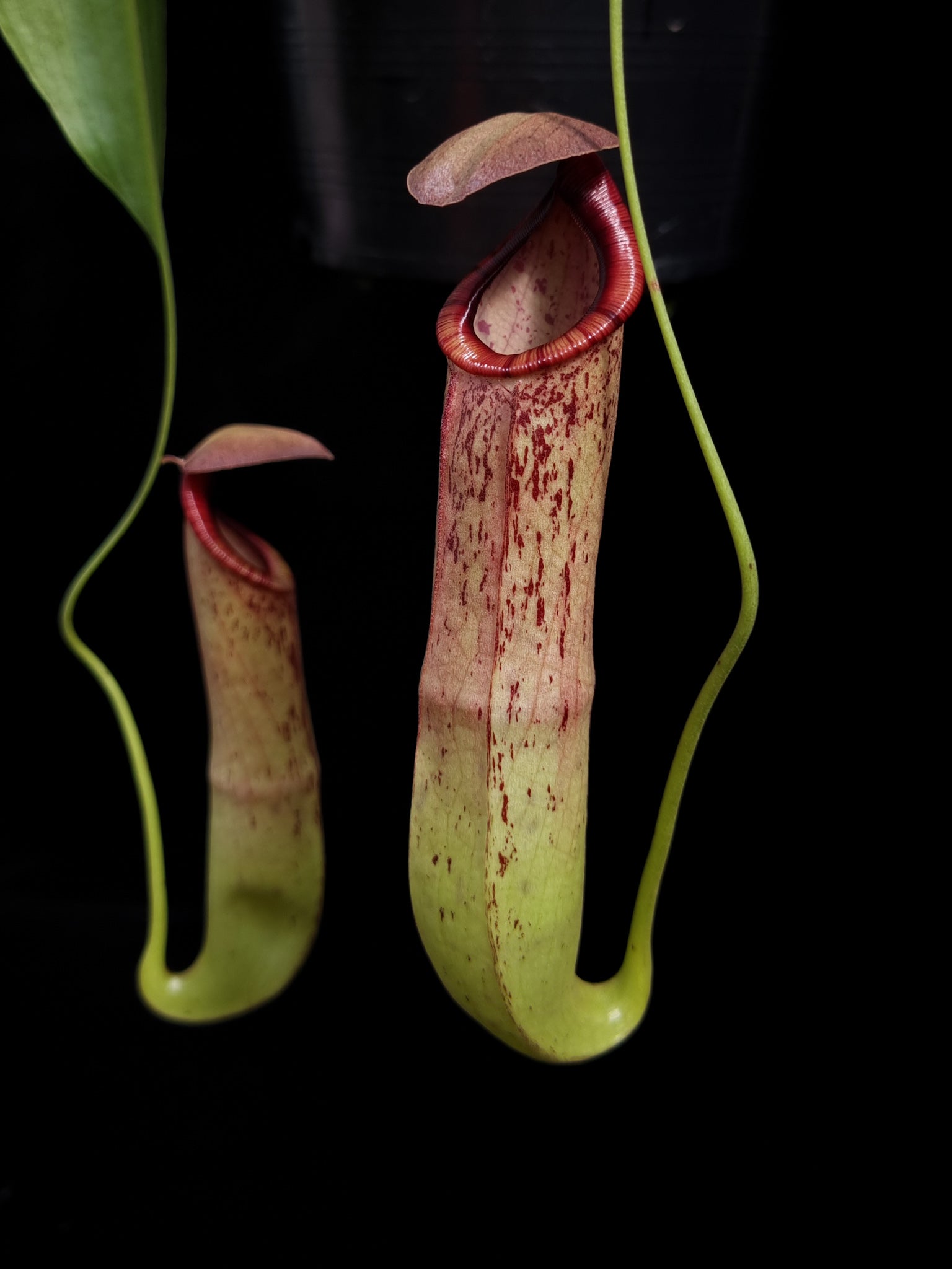 Nepenthes pitcher plant carnivorous plants sale Singapore front view