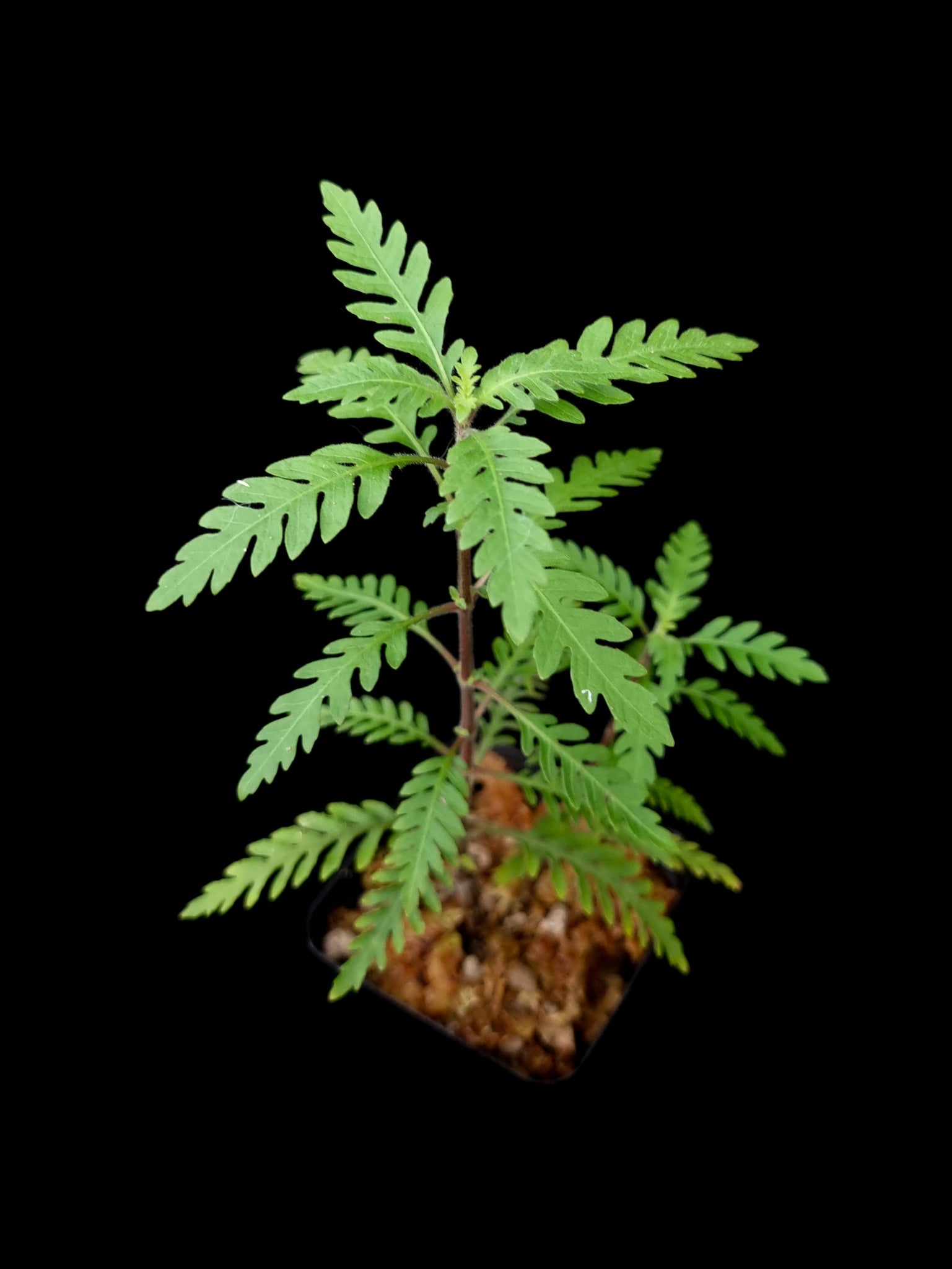 Hygrophila pinnatifida terrarium paludarium plant Singapore top view