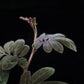 Solanum uleanum purple plant vine sale Singapore leaf detail