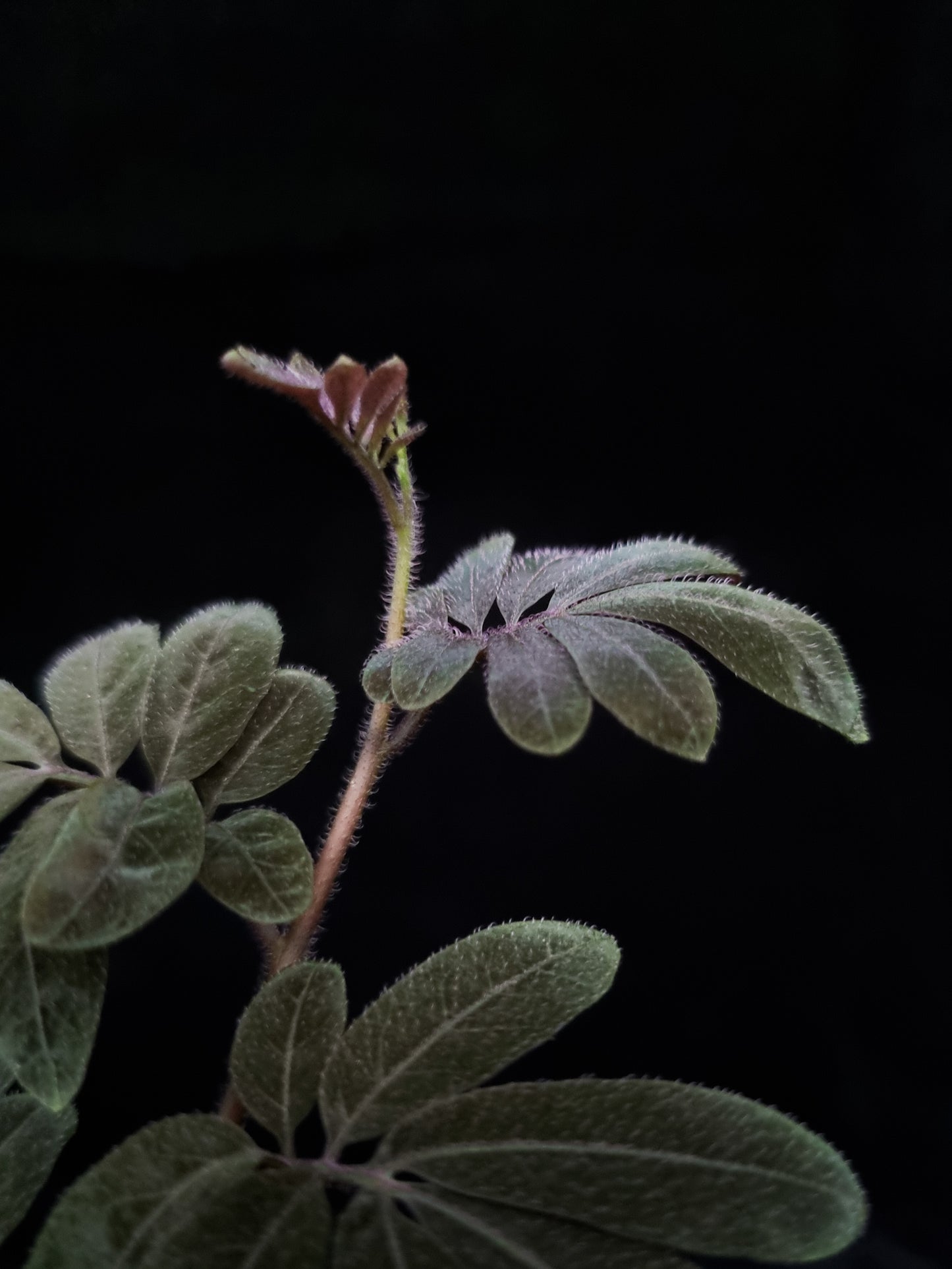 Solanum uleanum purple plant vine sale Singapore leaf detail