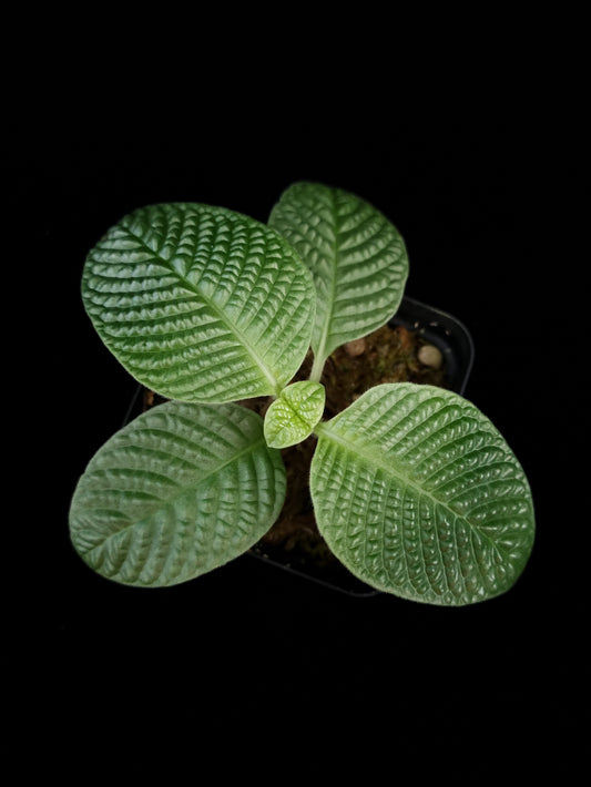 Streblosa bullata jungle plant sale Singapore top view