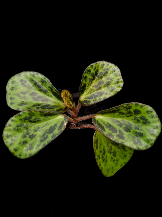 begonia blancii sale singapore potted plant top view