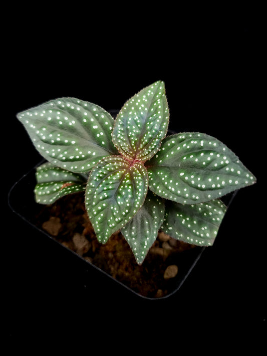 Sonerila sp. jungle plant sale Singapore top view