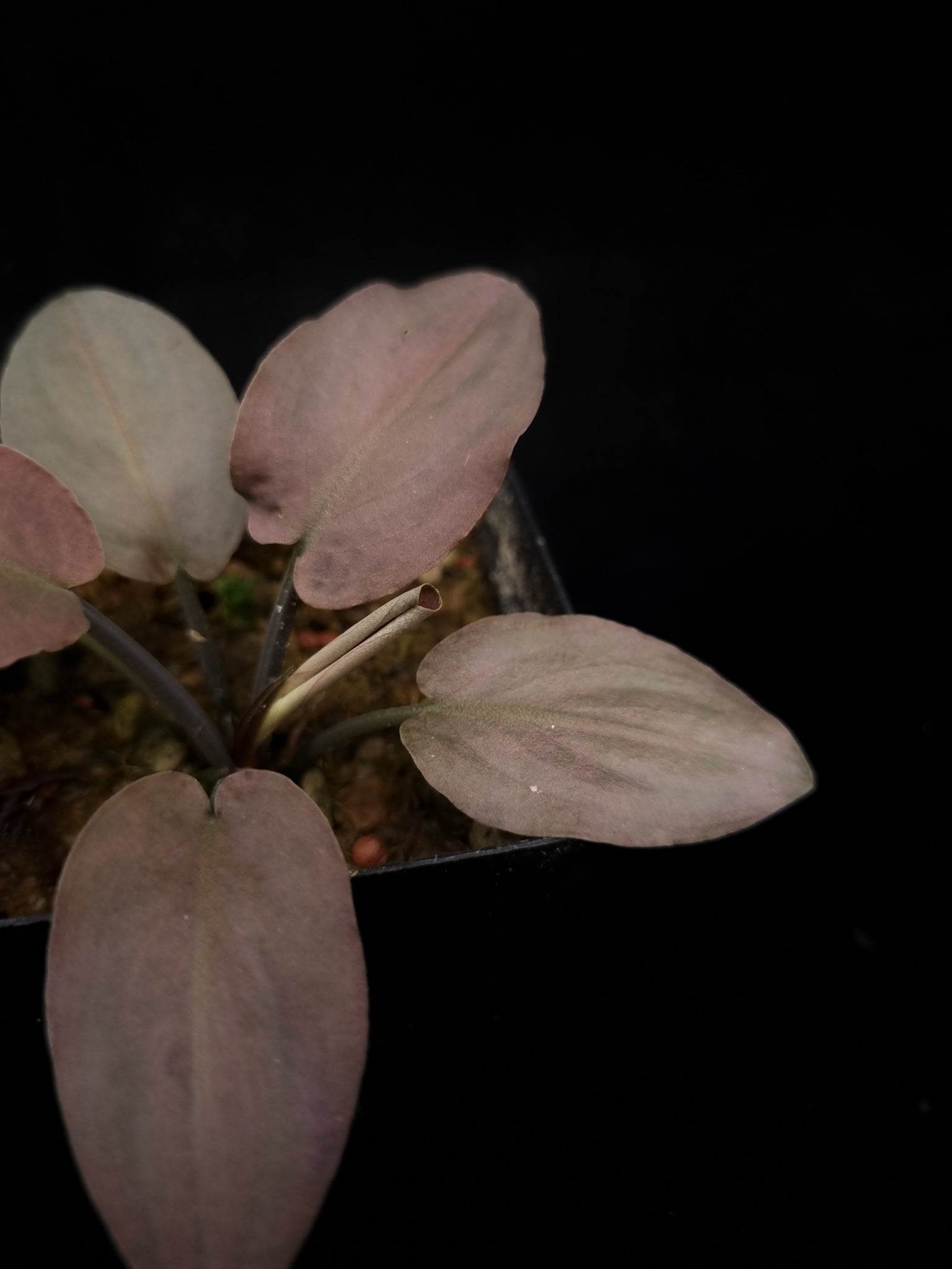 Lagenandra meeboldii 'Bleeding Heart' potted plant Singapore sale leaf detail