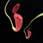 Nepenthes pitcher plant carnivorous plants sale Singapore front view