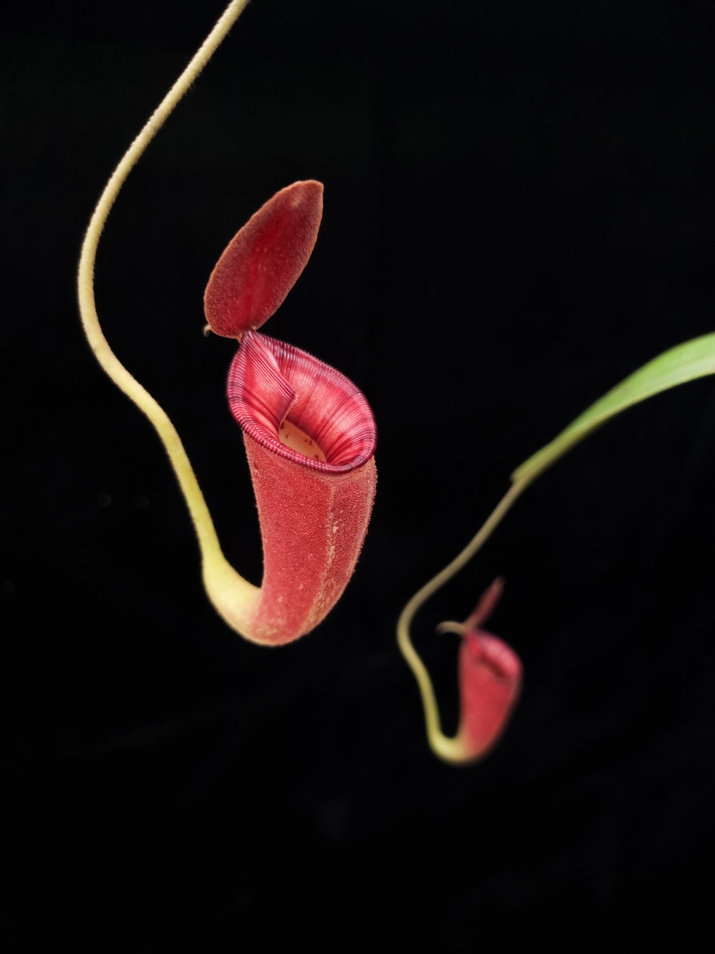 Nepenthes pitcher plant carnivorous plants sale Singapore front view