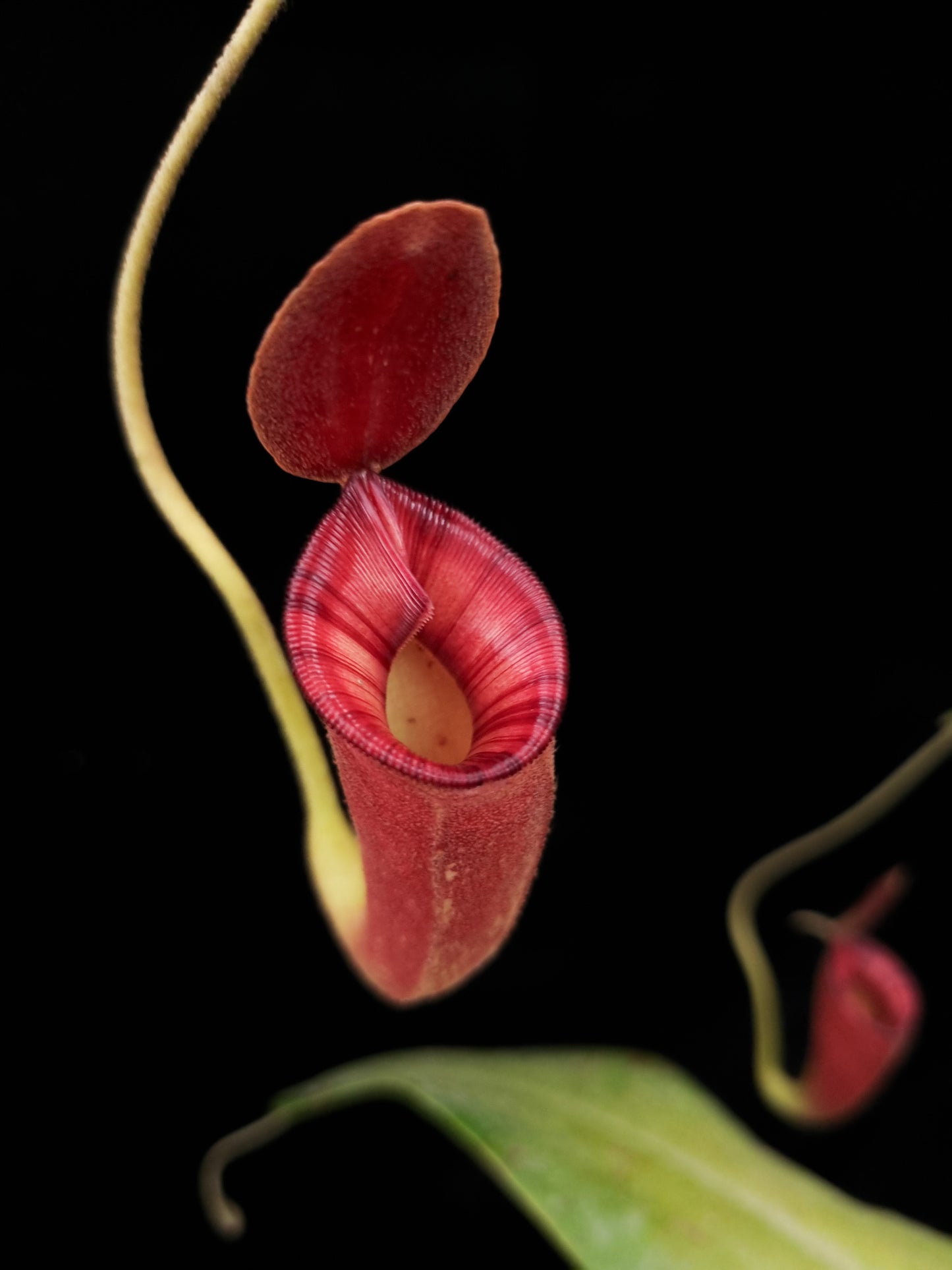 Nepenthes pitcher plant carnivorous plants sale Singapore peristome detail