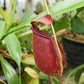 Nepenthes pitcher plant carnivorous plants sale Singapore side view