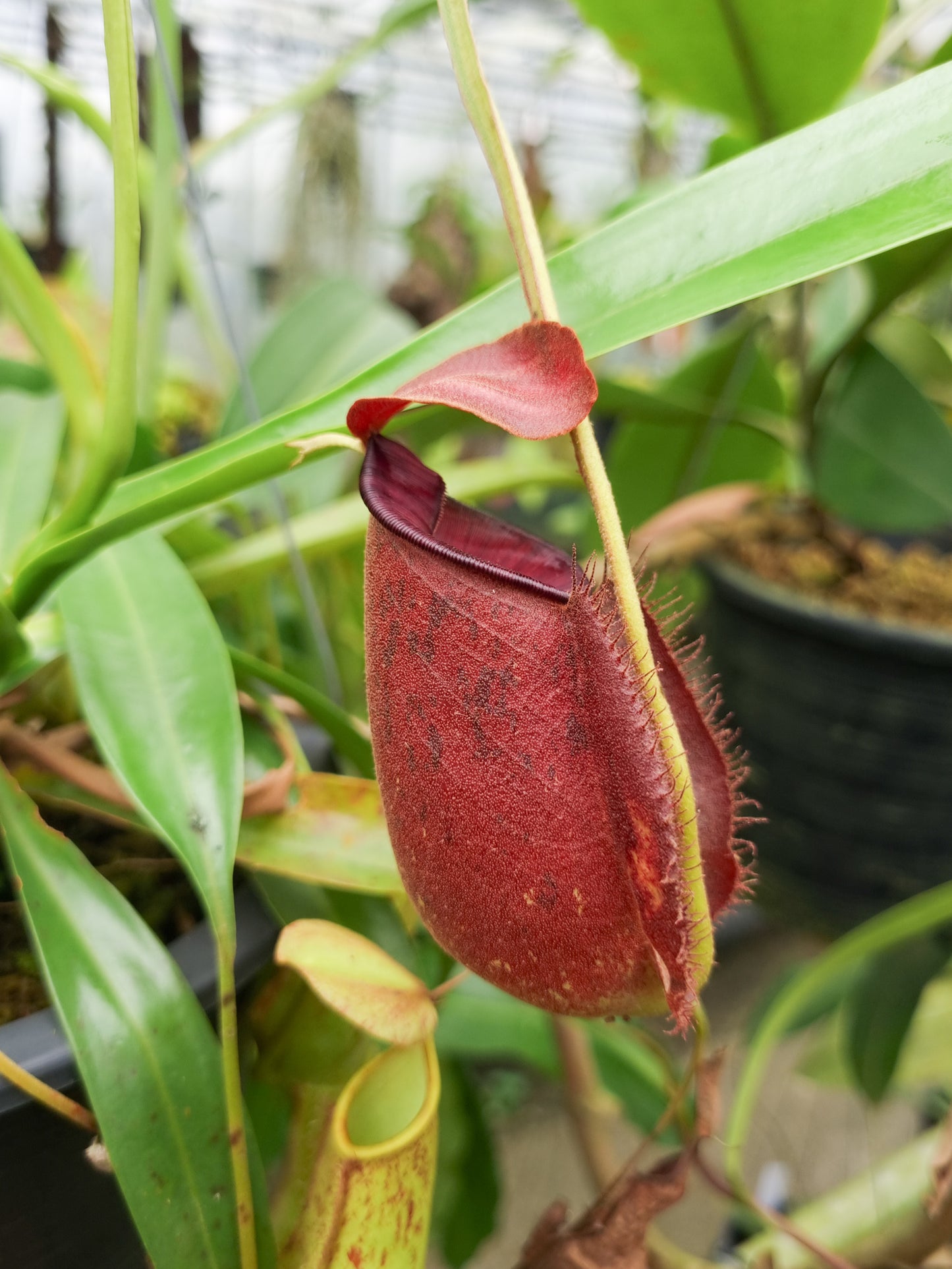 Nepenthes pitcher plant carnivorous plants sale Singapore side view