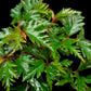 Begonia aff. bipinnatifida sale Singapore potted plant leaf detail