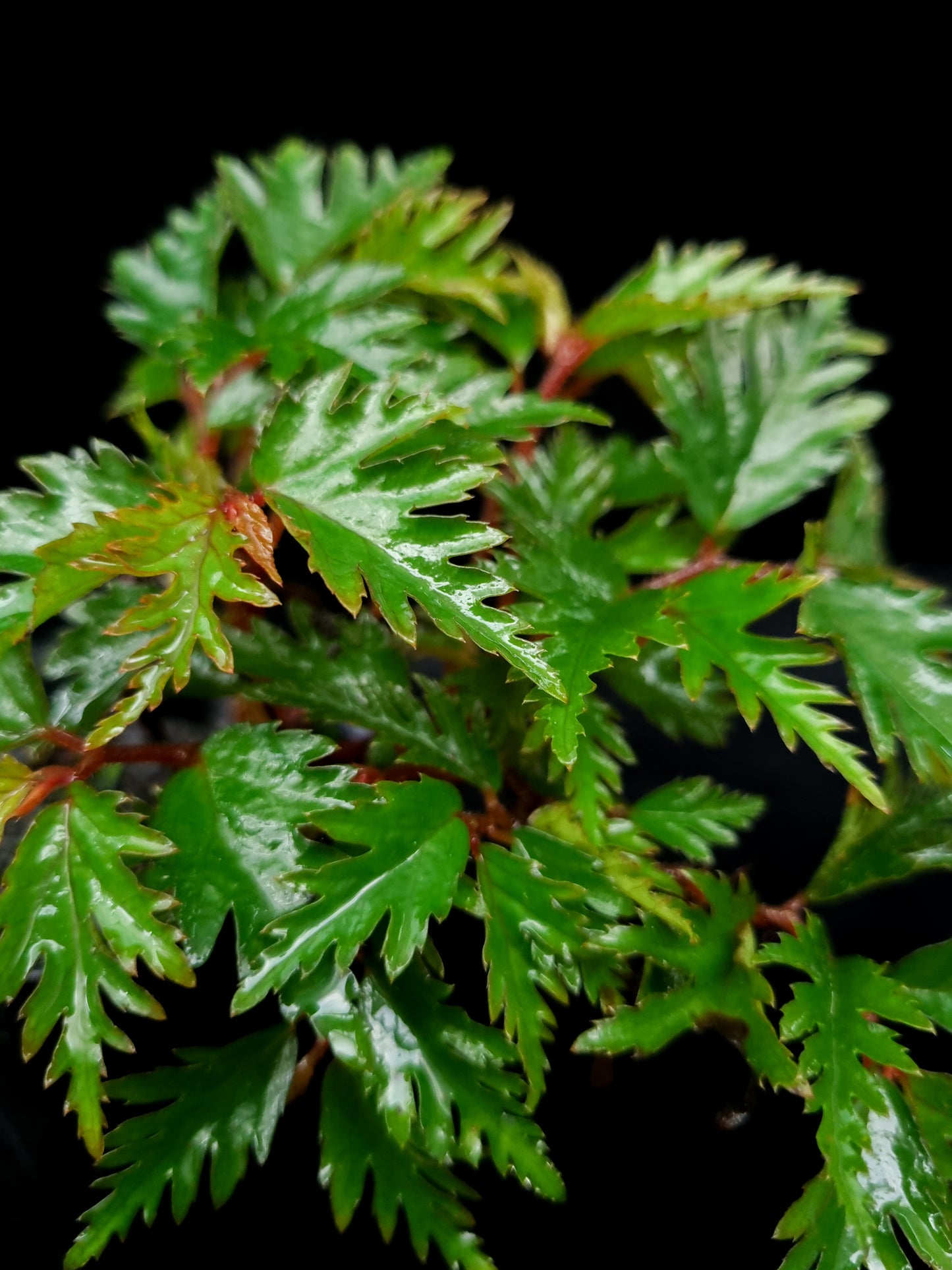 Begonia aff. bipinnatifida sale Singapore potted plant leaf detail