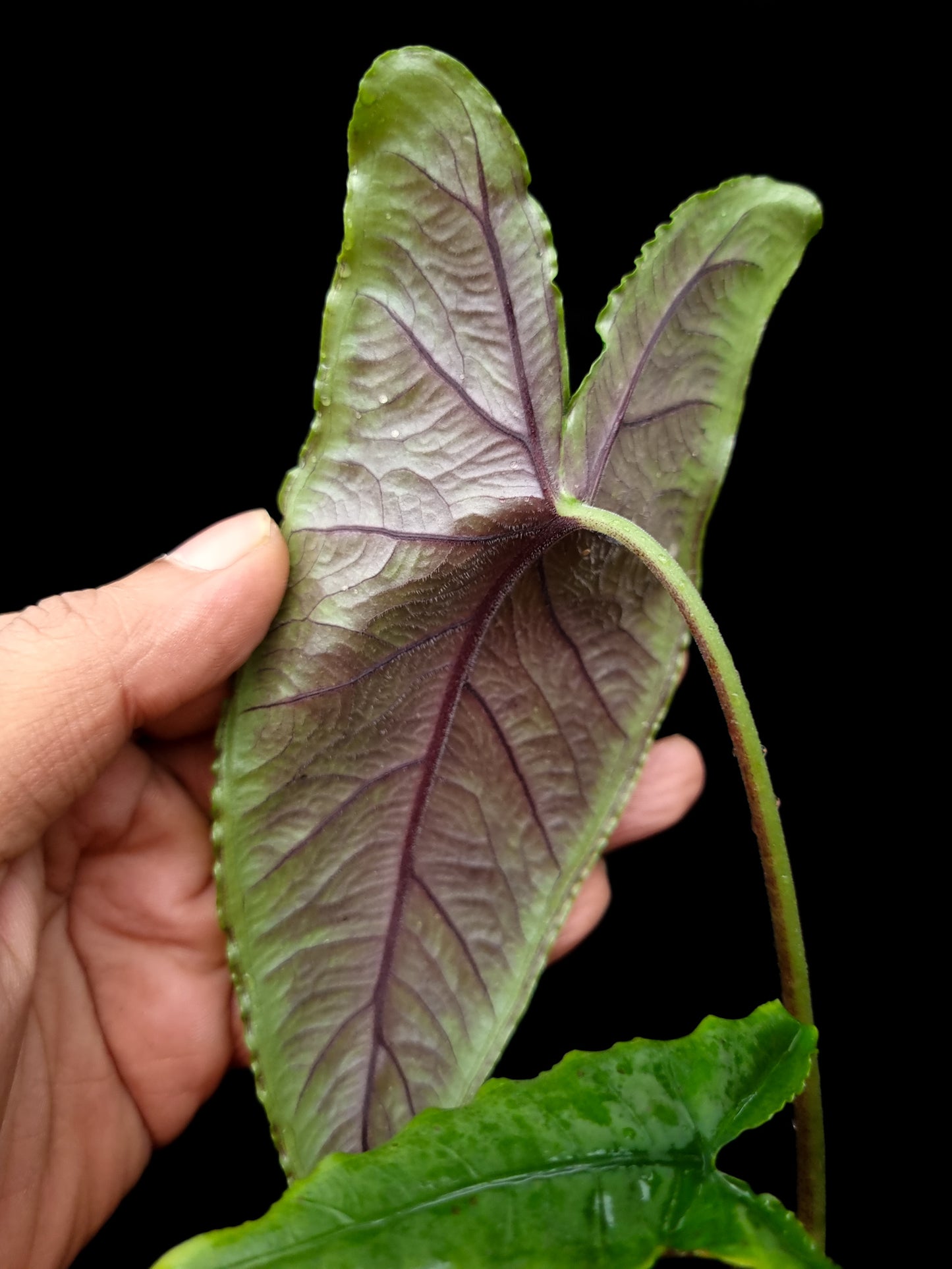 Alocasia olane olani sale Singapore potted plant leaf detail