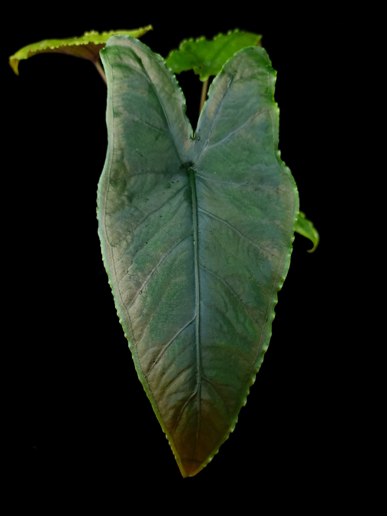 Alocasia olane olani sale Singapore potted plant leaf detail