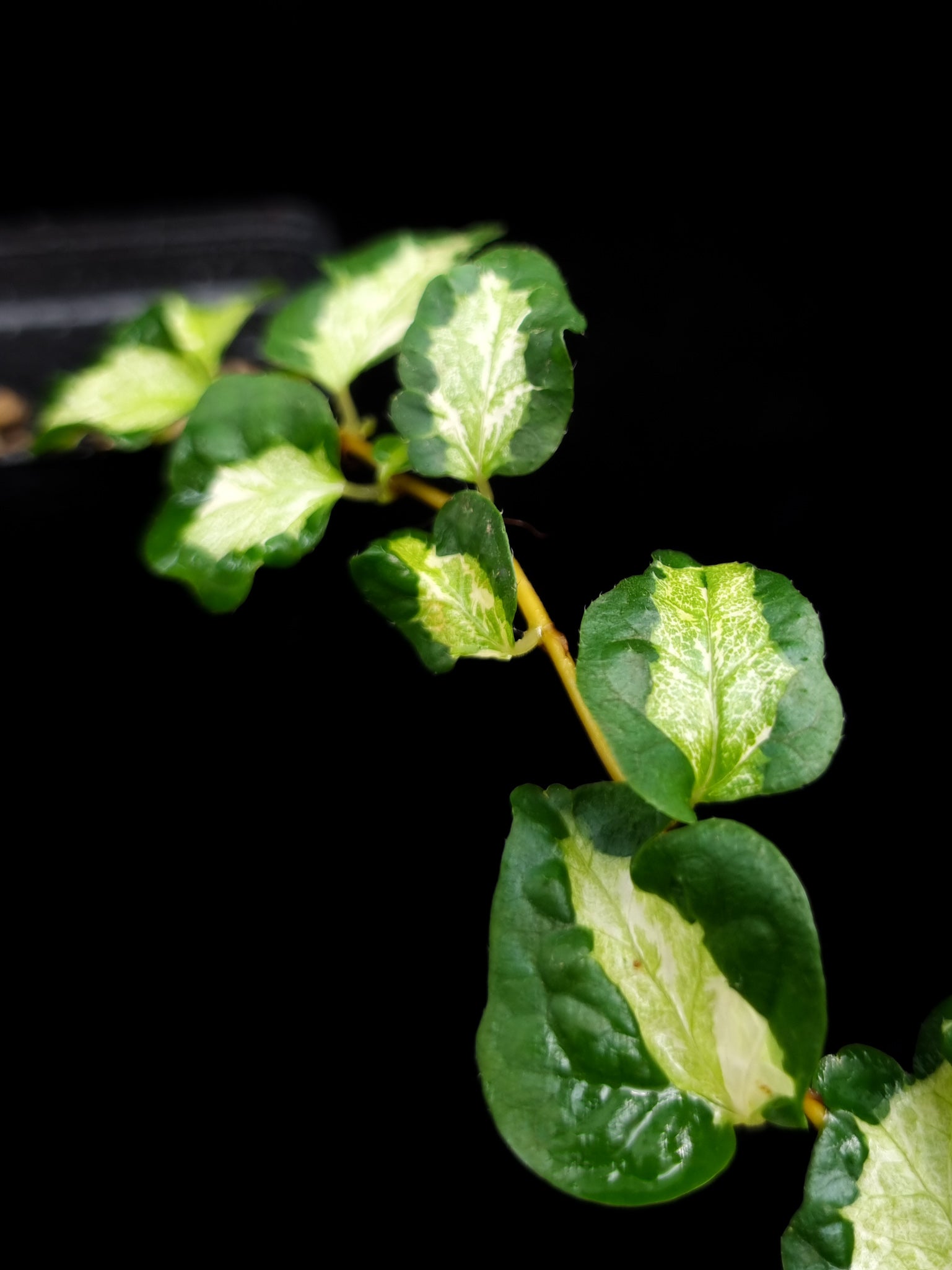 Variegated Ficus sp. sale Singapore potted plant leaf detail