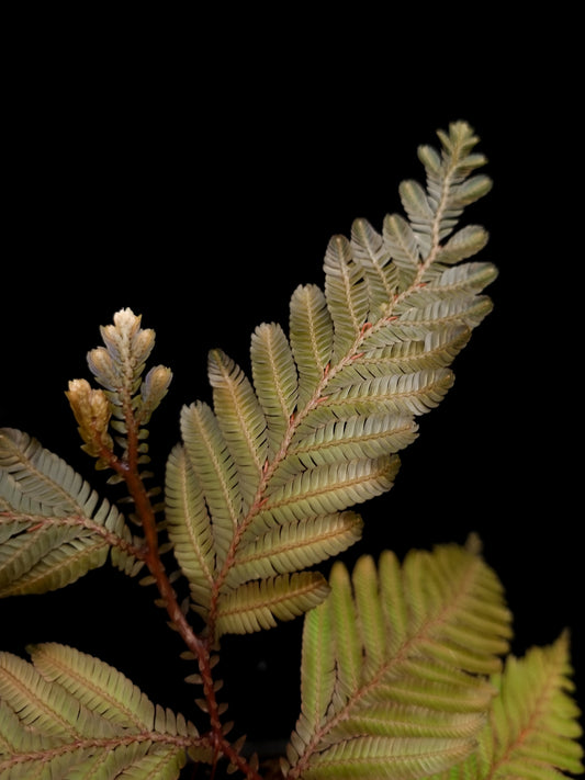 Selaginella sp. sale Singapore potted plant leaf detail