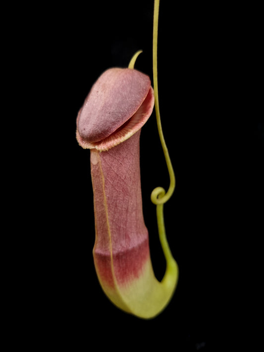 Nepenthes mirabilis echinostoma pitcher plant carnivorous plants sale Singapore front view