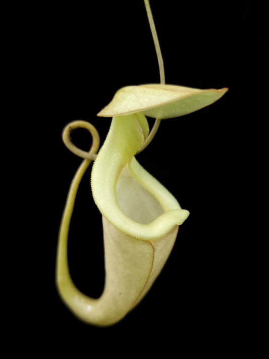 Nepenthes rafflesiana var. minor pitcher plant carnivorous plants sale Singapore front view