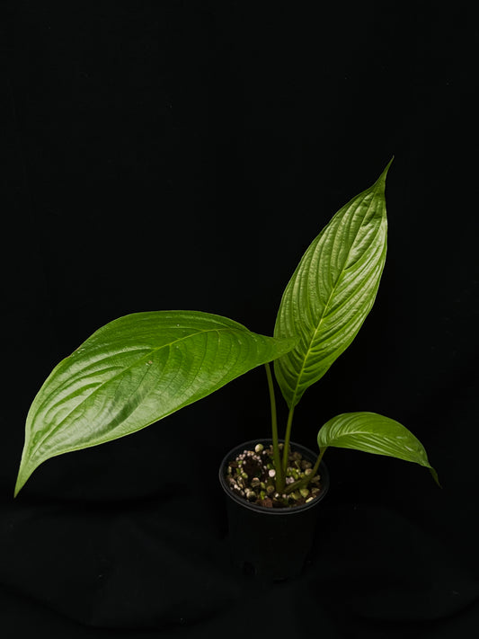 Tacca cristata integrifolia sale Singapore potted plant