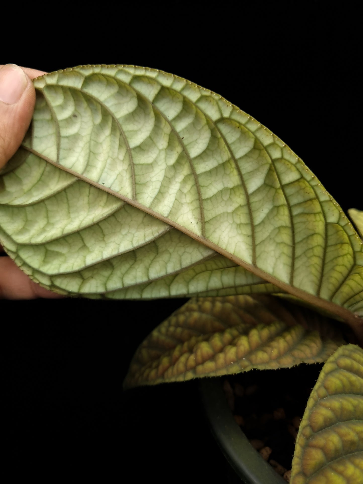 Ardisia sp. Ha Giang sale Singapore potted plant leaf abaxial