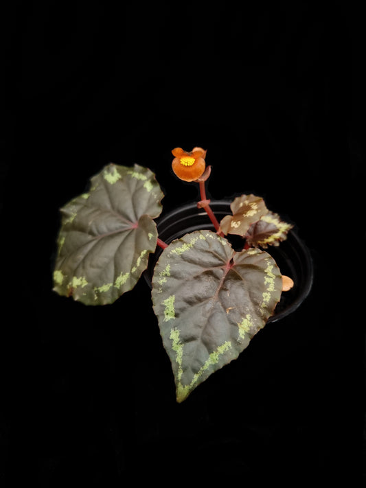 Begonia ignita potted plant sale Singapore front view